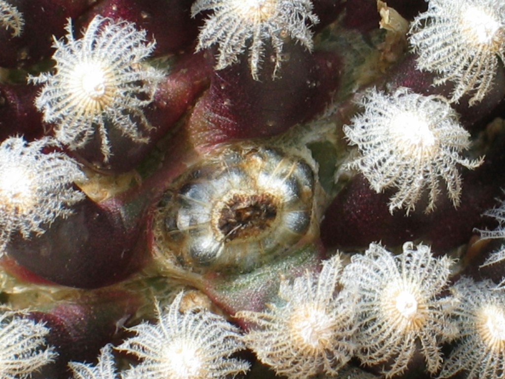 Mammillaria theresae - Samenkapsel
Die Samen von Mammillaria theresa reifen in tief gelegenen Samenkapseln in der Pflanze. Erst nach dem Ausreifen werden die Kapseln und somit auch die Samen sichtbar und können zur weiteren Vermehrung geerntet werden.
Schlüsselwörter: Mammillaria theresae - Samenkapsel