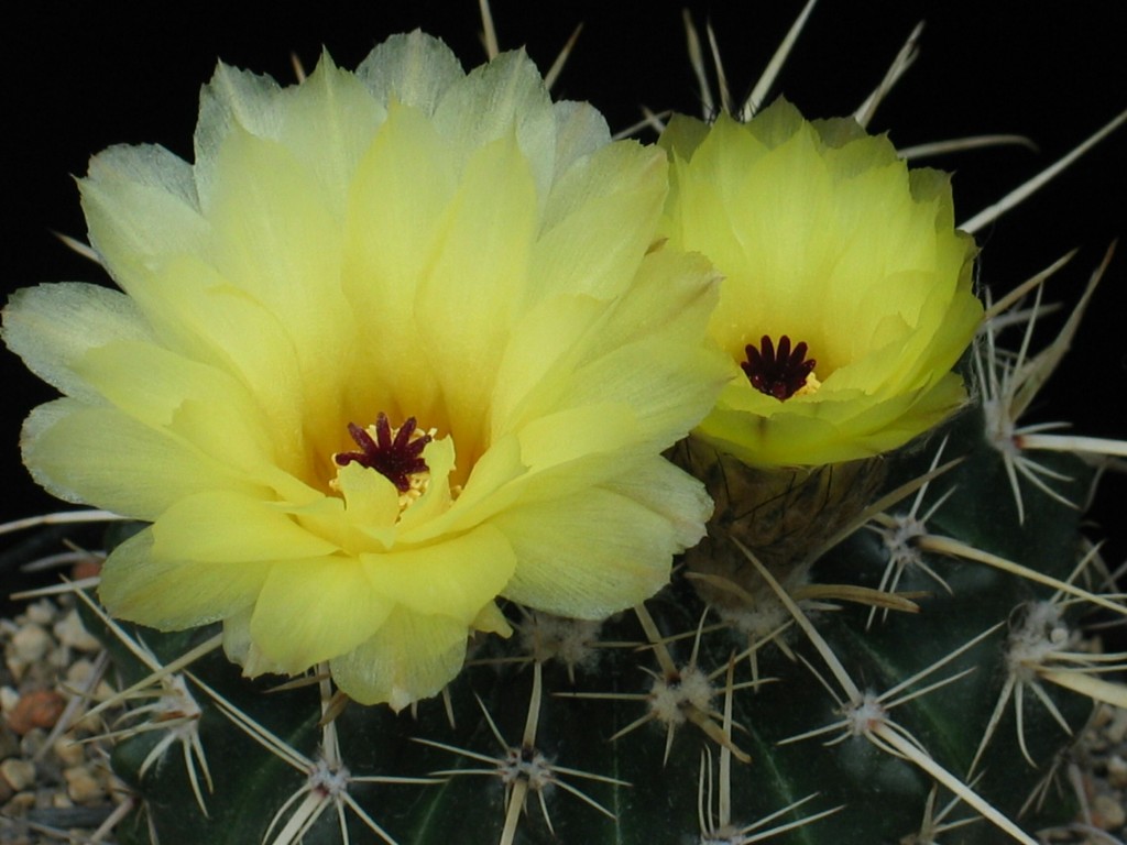 Notocactus tureczekionus
Schlüsselwörter: Notocactus tureczekionus