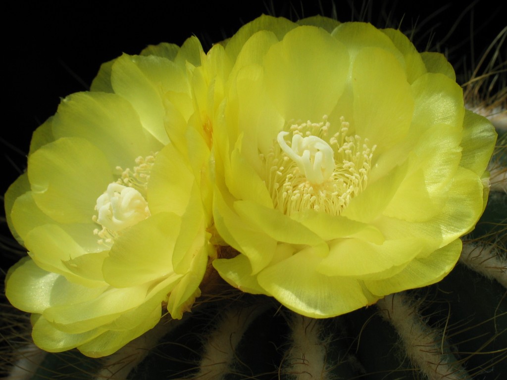 Notocactus magnificius
Schlüsselwörter: Notocactus magnificius