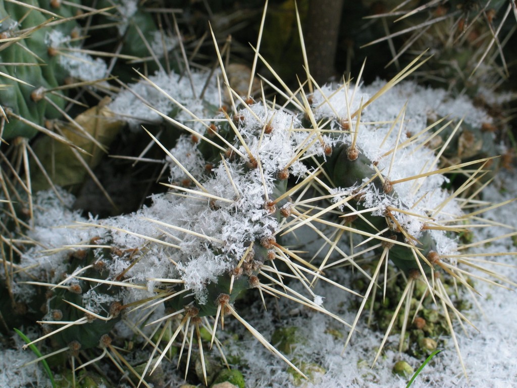 Opuntia
Eine winterharte Opuntia im Schnee
Schlüsselwörter: Opuntia im Schnee