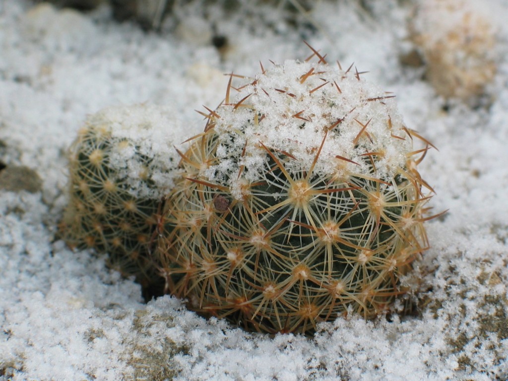 Pediocactus simpsonii-3
Pediocacteen im Freilandbeet im Schnee
Schlüsselwörter: Pediocactus simpsonii