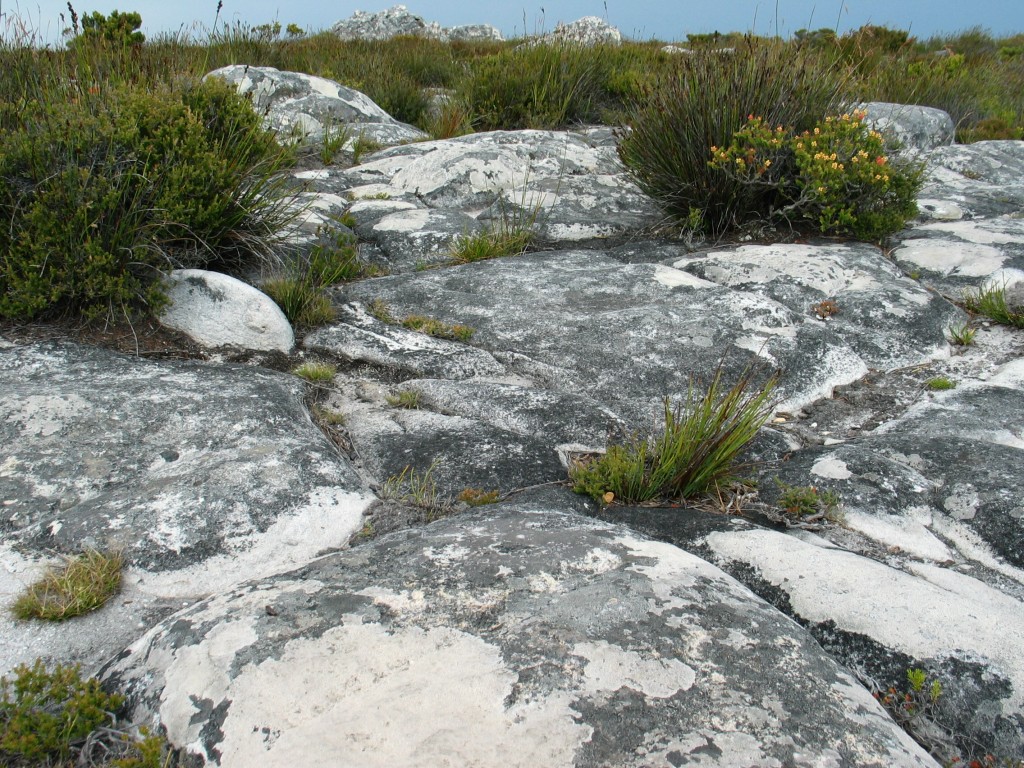 Kapstadt - auf dem Tafelberg
Die spärliche Vegetation auf dem Tafelberg
Schlüsselwörter: Tafelberg