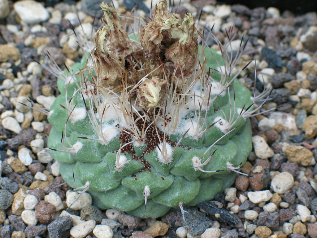 Strombocactus disciformis
Die Samen des Strombocactus disciformis ergießen sich nach dem Platzen der Früchte über die Pflanze
Schlüsselwörter: Strombocactus disciformis