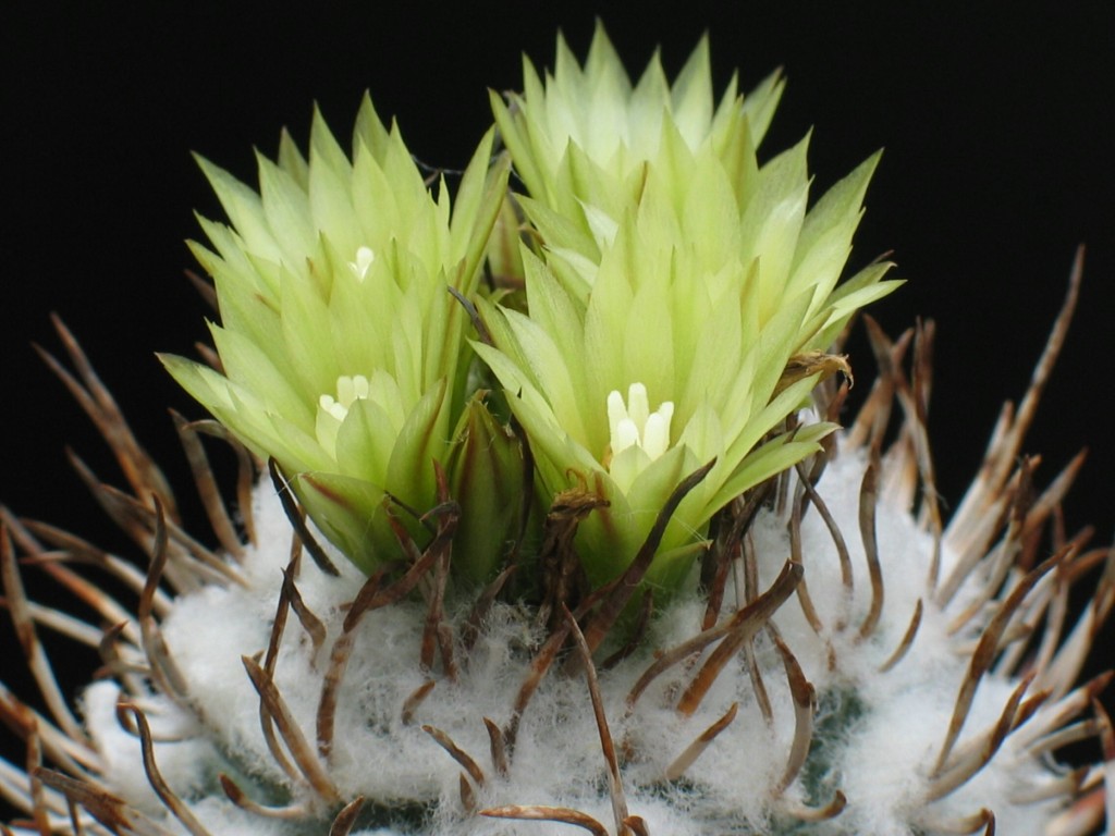 Turbinicarpus frailensis
Schlüsselwörter: Turbinicarpus frailensis