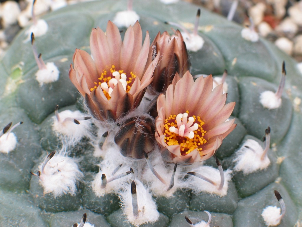 Turbinicarpus jauernigii
Schlüsselwörter: Turbinicarpus jauernigii