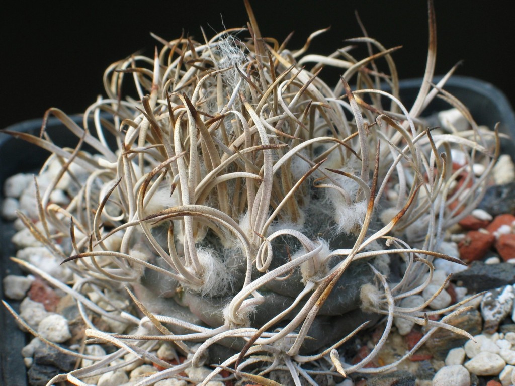 Turbinicarpus macrochele
Schlüsselwörter: Turbinicarpus macrochele