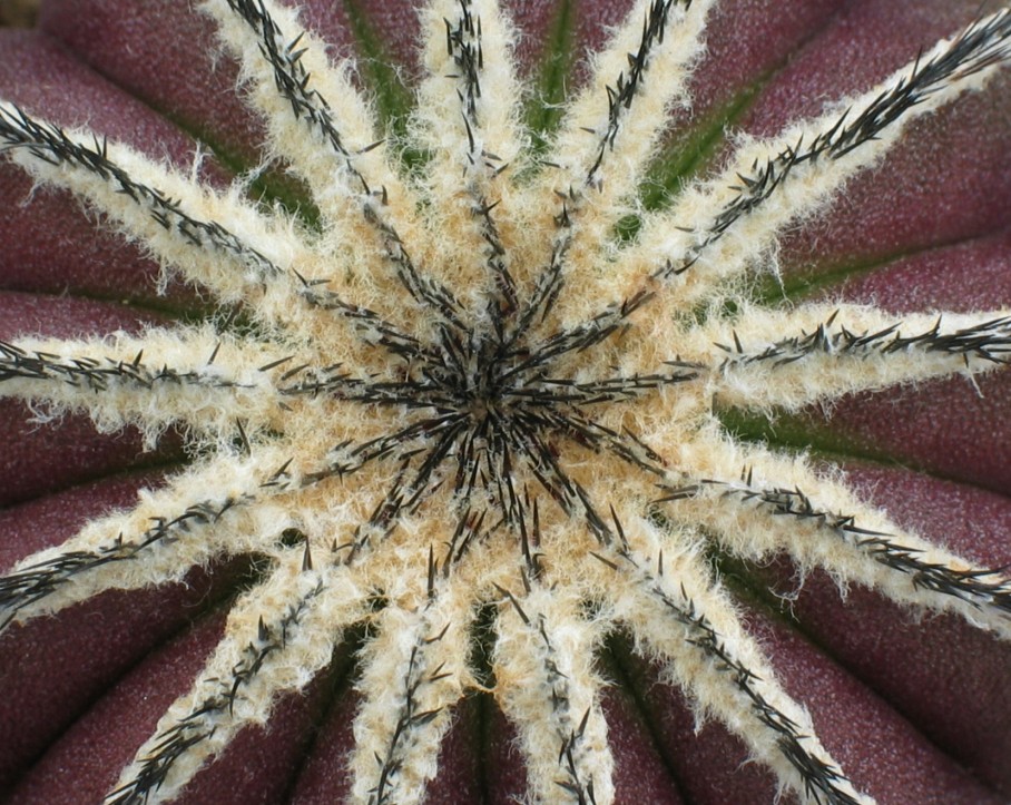 Uebelmannia pectinifera
Mal ein ganz anderer Stern / Der Scheitel von Uebelmannia pectinifera
Schlüsselwörter: Uebelmannia pectinifera