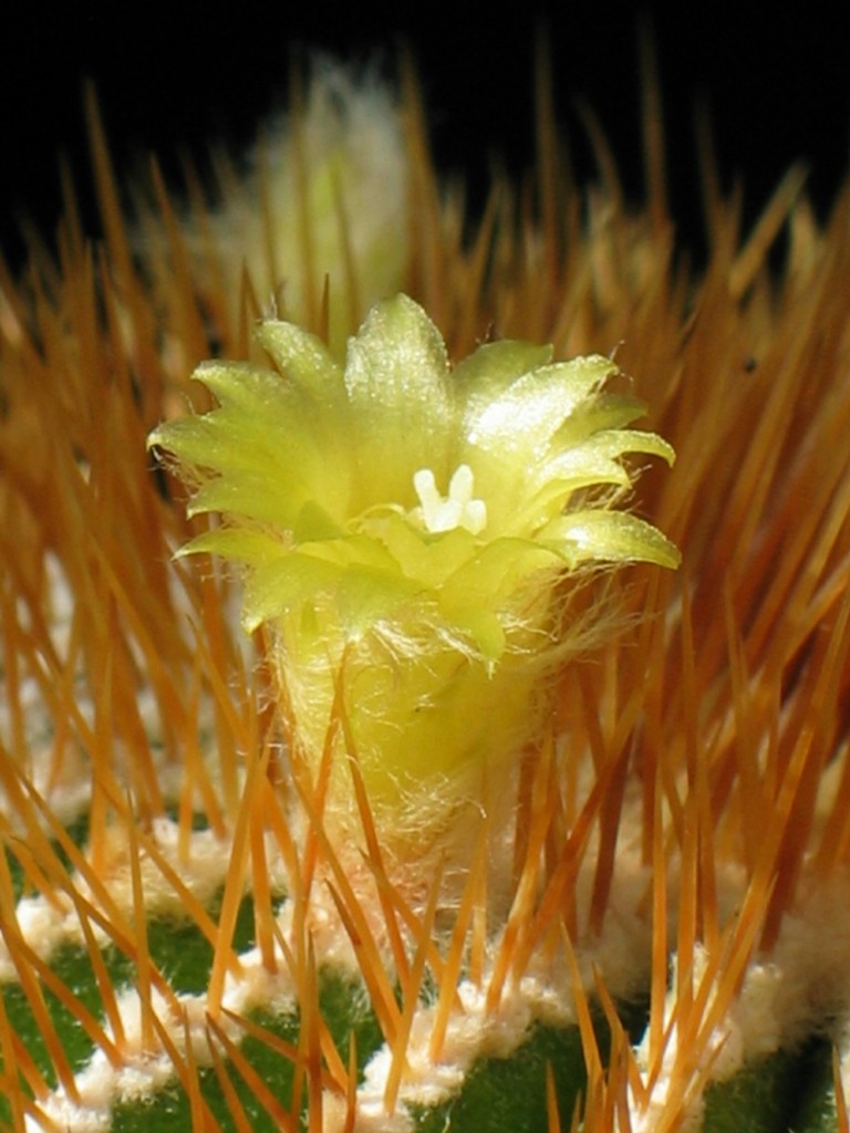 Uebelmannia flavispina
Die kleinen Blüten von Uebelmannia flavispina erscheinen bei uns im Winter.
Schlüsselwörter: Uebelmannia flavispina