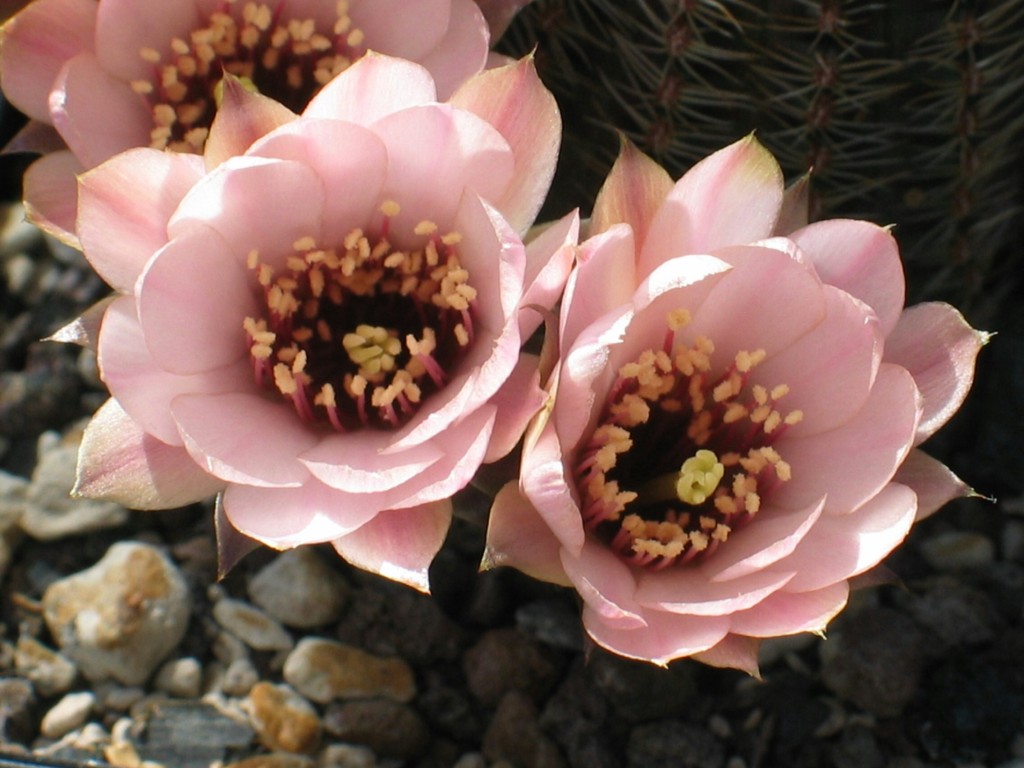 Rebutia haageii
Schlüsselwörter: Rebutia haageii