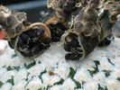 Turbinicarpus-valdezianus.JPG
