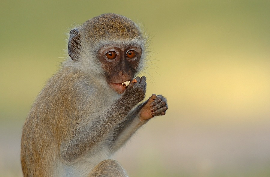 -- Ähnlichkeiten --
Wären rein Zufällig
Schlüsselwörter: Kenia,Safari,Affe,Säugetiere