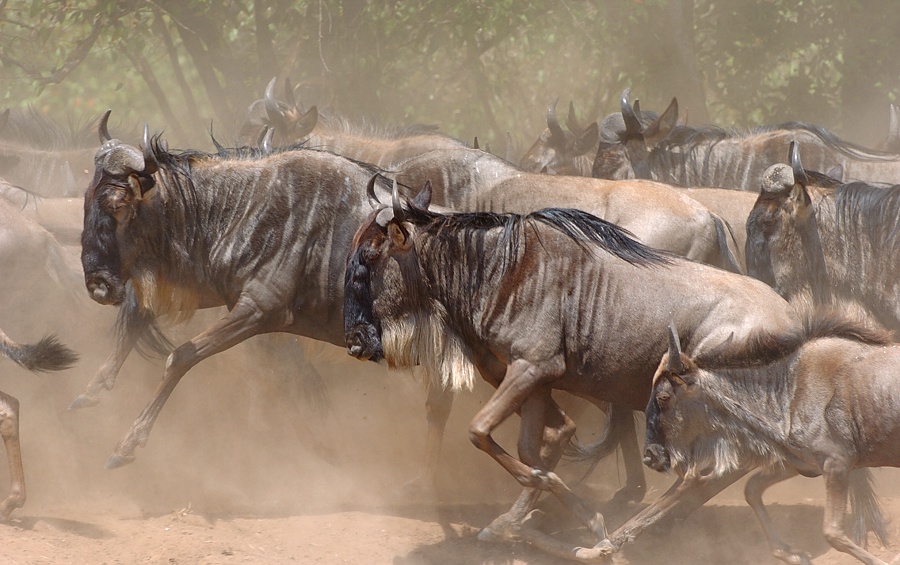 Migration
Auf dem Weg zum Fluss

Masai-Mara, Kenia
Schlüsselwörter: Kenia,Säugetiere