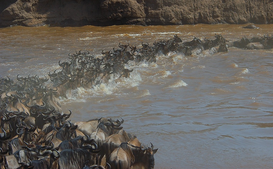 Der Beginn...
der Flussüberquerung.
Schlüsselwörter: Kenia,Säugetiere