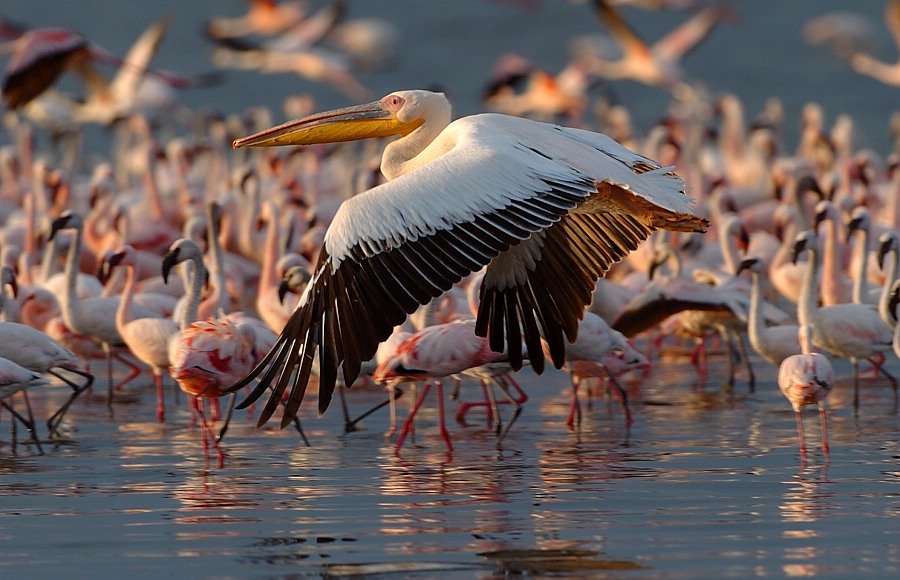 Auch die Pelikane...
waren nicht minder stark vertreten.
Lake Nakuru, Kenia
Schlüsselwörter: Wasservögel,Pelikan,Kenia