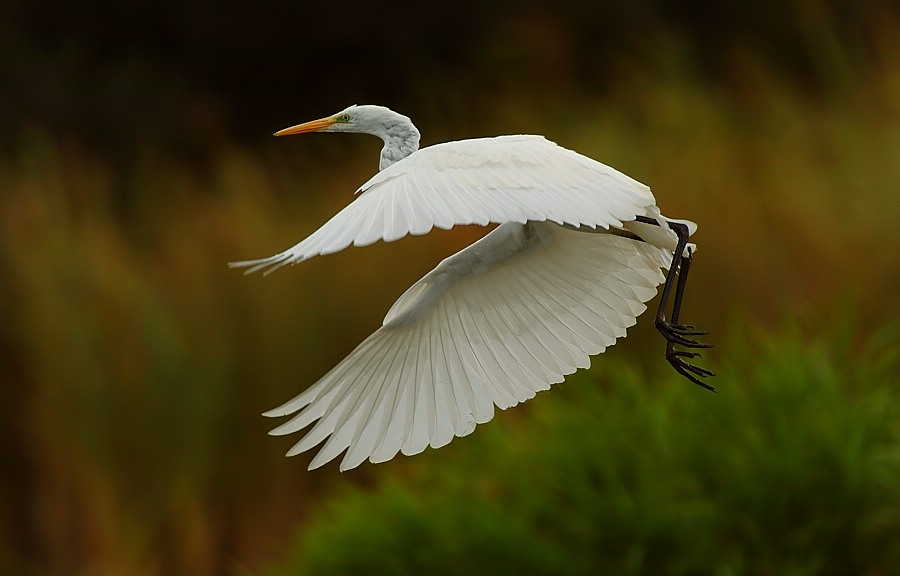 Es gibt Momente...
Da hat man die Action, aber das optimale Licht nicht. Hat man das Licht, fehlt dafür die Action. 
Schlüsselwörter: Silberreiher,Wasservögel