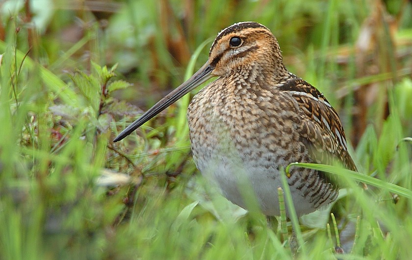 Bekassine
Endlich stimmte für einmal die Distanz.
Schlüsselwörter: Bekassine