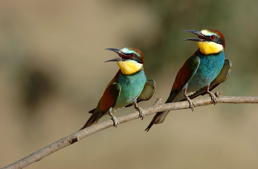 "Ansitz"
Nicht nur ich habe hier Ansitz betrieben, auch dieses Bienenfresserpaar hat Ihren Ansitz genossen.

La Serena, Extremadura, Spanien
Schlüsselwörter: Bienenfresser,Vögel,Singvögel,Spanien