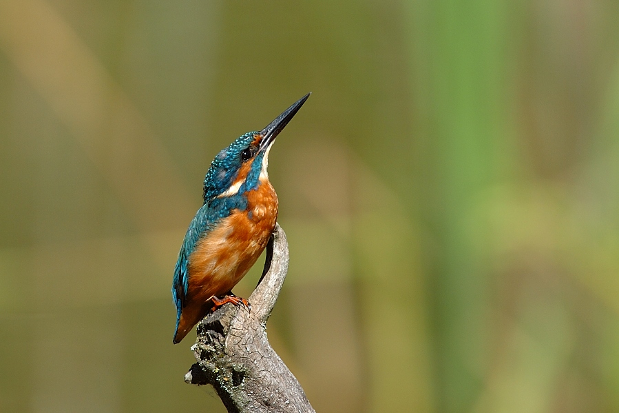 "Edelstein"
Oder auch Eisvogel genannt.
Schlüsselwörter: Eisvogel,Singvögel,Gewässer