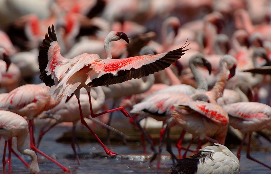 Auf engstem Raum...
wurde gestartet, geflogen und gelandet.
Lake Nakuru, Kenia
Schlüsselwörter: Flamingo,Wasservögel,Kenia