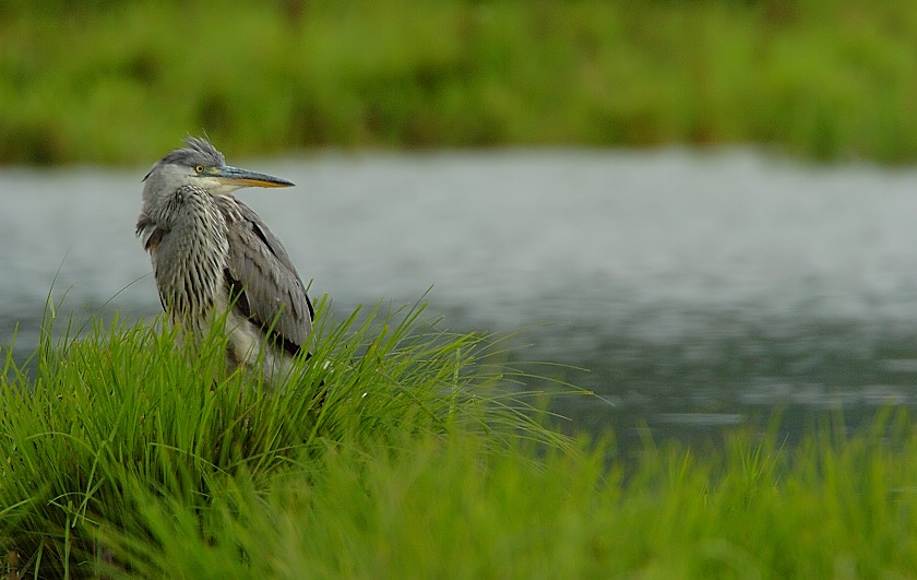 Der Wächter
Schlüsselwörter: Graureiher