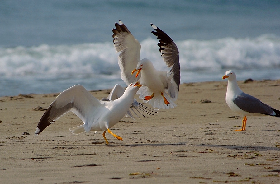 "Mit Wucht"
Kraft und Mut geht es bei den Weisskopfmöwen zu und her. Das holde Geschlecht muss erobert werden.
Schlüsselwörter: Möwe,Weisskopfmöwe,Camarque,Frankreich,Wasservögel,Gewässer