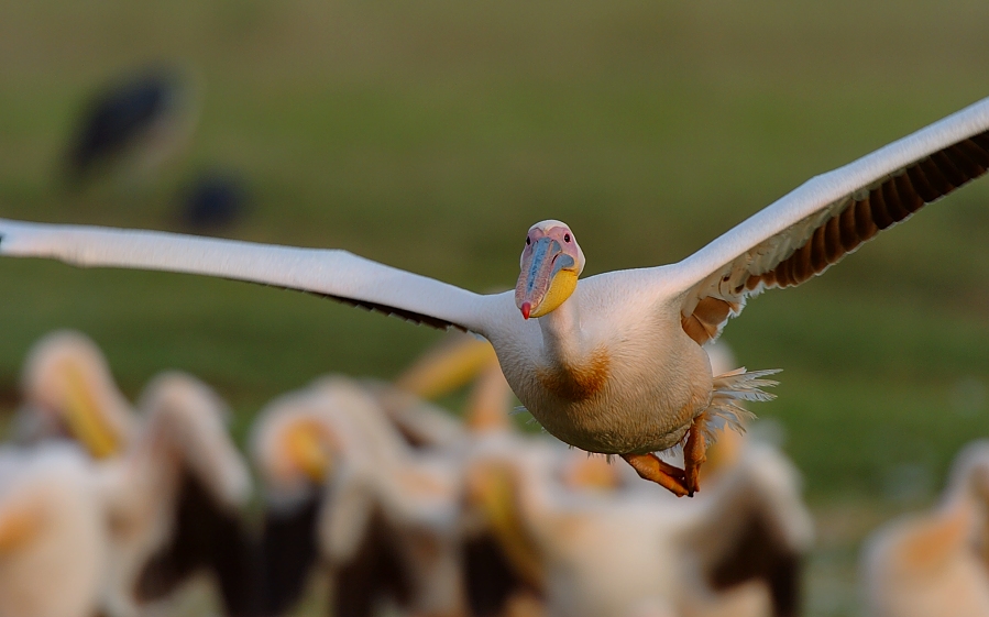 "Nicht alles"
Kann man bei einem fliegenden Pelikan haben. Aber ich denke der Kopf und der Körper gleicht es wieder aus.
Schlüsselwörter: Kenia,Pelikan,Wasservögel