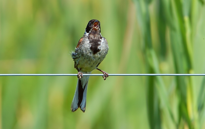 "Volle Kehle"
Aber nur wenn sie wollen.
Schlüsselwörter: Rohrammer