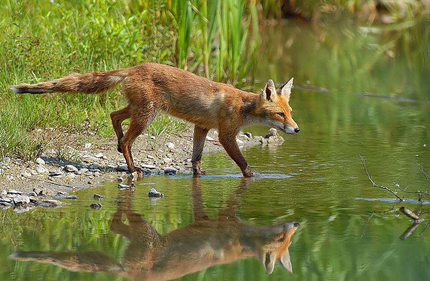 "Wer"
Hat ihn nicht schon einmal gesehen, unseren Rotfuchs. Leider nehmen wir ihnen immer mehr den natürlichen Lebensraum weg. Und zum teil findet man ihn schon häufiger in den Wohngebieten, anstatt in seiner freien Wildbahn.
Schlüsselwörter: Säugetier,Rotfuchs
