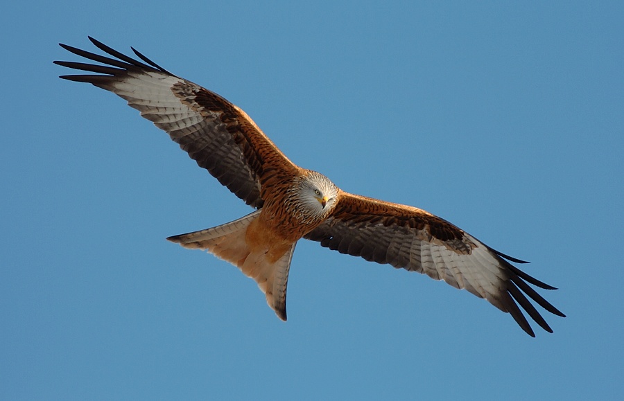 "Abwechslung"
Mal was anderes als nur immer Wasservögel :-)
Schlüsselwörter: Greifvogel,Rotmilan