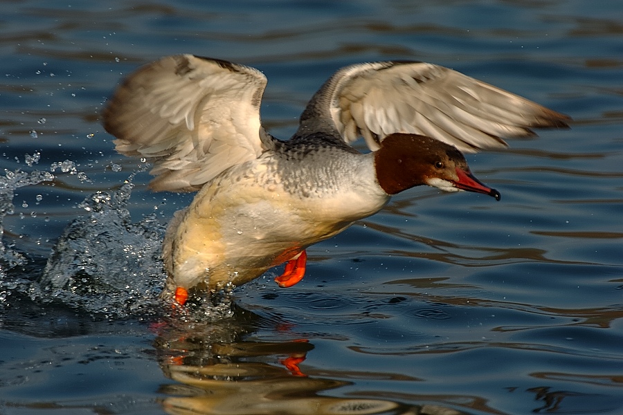 " Die Zeit der Säger "
Genauer gesagt der Gänsesäger steht vor der Türe. Bei uns ein regelmässiger Wintergast.
Schlüsselwörter: Gänsesäger,Wasservögel,Gewässer,Winter