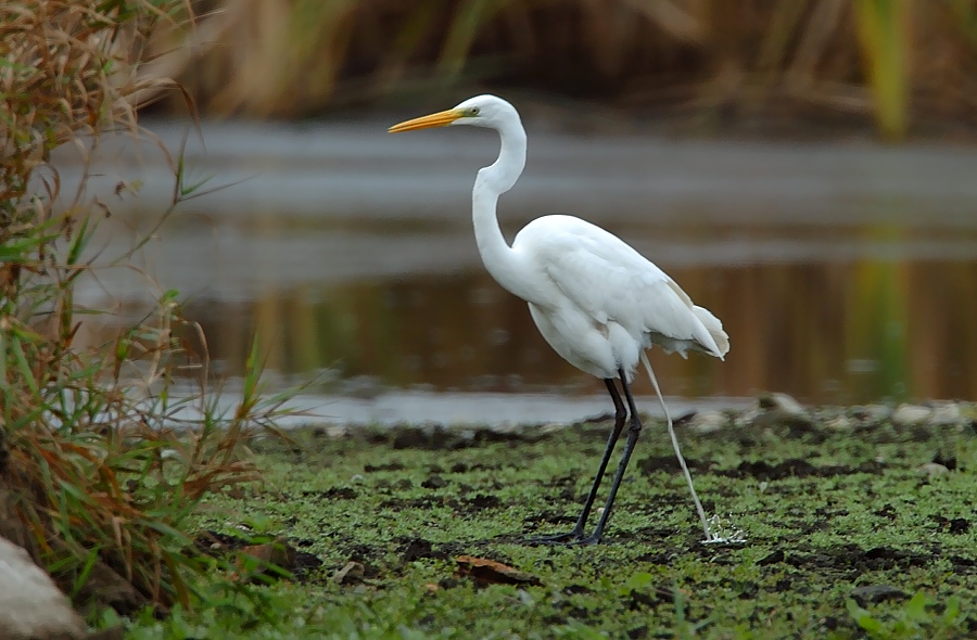 "FSK 18"
Ergab sich rein zufällig :-)
Schlüsselwörter: Silberreiher,Wasservögel