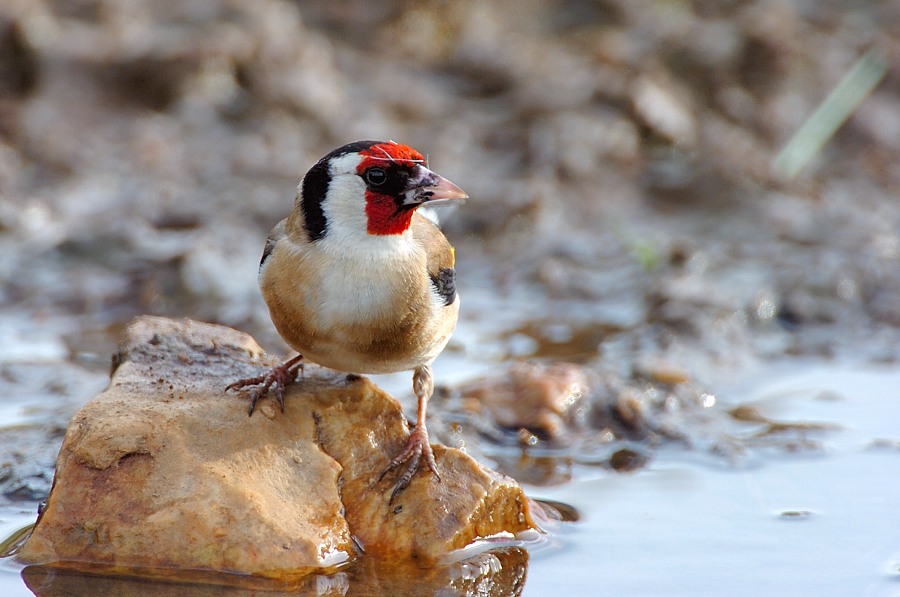 "An der Tränke"
Schlüsselwörter: Stieglitz,Distelfink,Spanien,Vögel