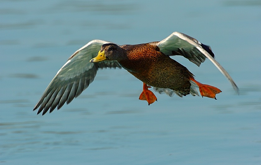 Tempo
Schlüsselwörter: Stockente