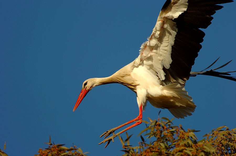 "Flugkunst"
Als auch volle Konzentration war je nach Windstärke von nöten.
Vor allem gegen Abend kam in der Extremadura regelmässig starker Wind auf.

Schlüsselwörter: Weissstorch,Kulturland,Spanien,Storch,Vögel