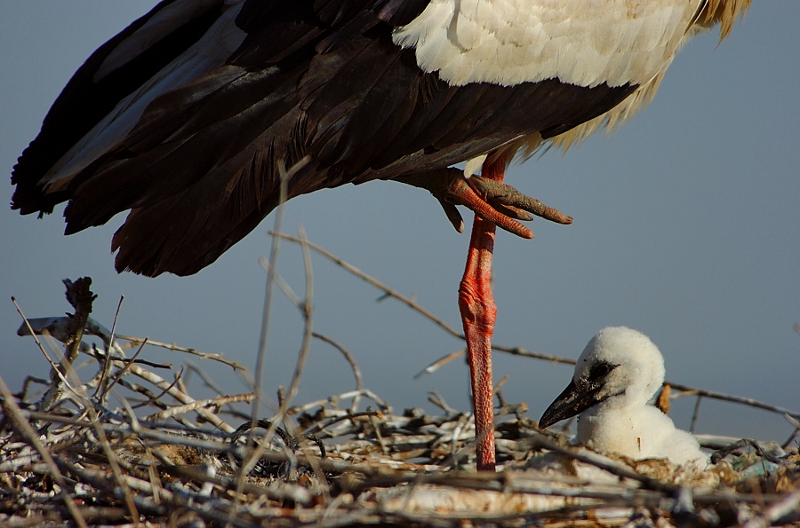 "Grössenverhältniss"
Schlüsselwörter: Storch,Spanien,Vögel,Weissstorch