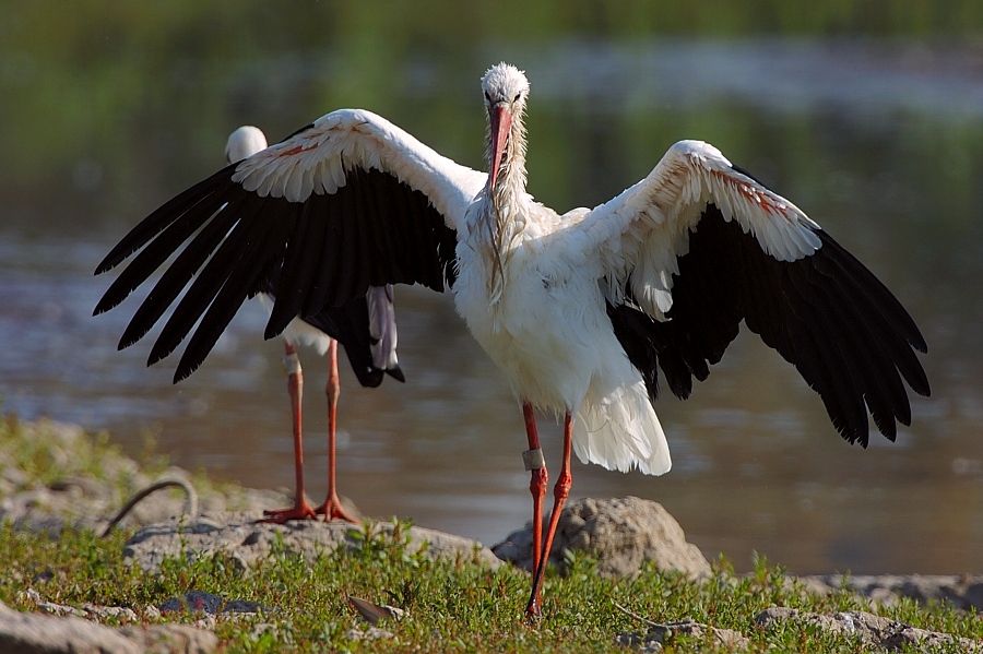" Vielleicht "
Bringt dieser Glücksbringer endlich den Frühling zu uns.
Aufnahme vom Oktober 2005
Schlüsselwörter: Weissstorch,Kulturland,Fliegen,Vogel,Adebar