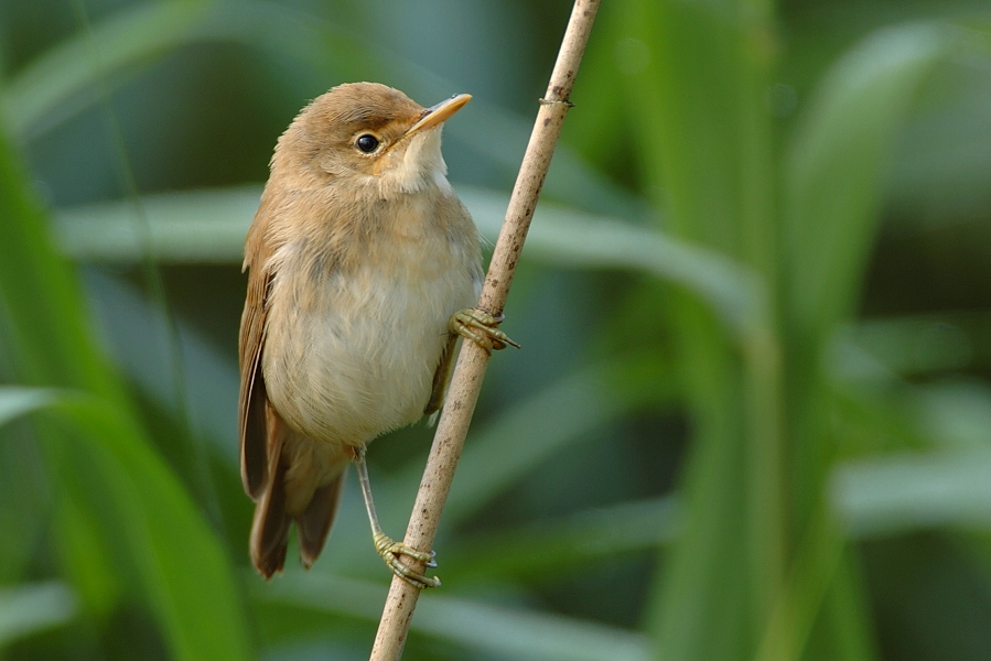 " Vielleicht "
Begegne ich diesem jungen Teichrohrsänger nächsten Sommer wieder
Schlüsselwörter: Singvögel,Teichrohrsänger,Gewässer,Sommer