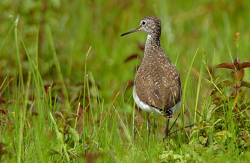 "Warten"
War bei diesem Waldwasserläufer angesagt. Dann endlich kam er in eine Nähe, wo es möglich war ein vernünftiges Bild zu machen.
Schlüsselwörter: Limikolen,Waldwasserläufer