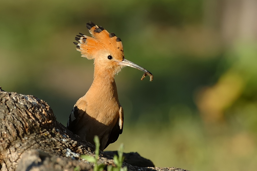 "Der Wiedehopf"
Oder, wenn es ihn bis anhin nicht gebe, er müsste erfunden werden.

Das Bild entstand am frühen Morgen, denn da herrscht infolge Fütterung der Jungvögel am meisten Aktivitäten.

La Serena, Extremadura, Spanien

Schlüsselwörter: Wiedehopf,Spanien,Vögel,