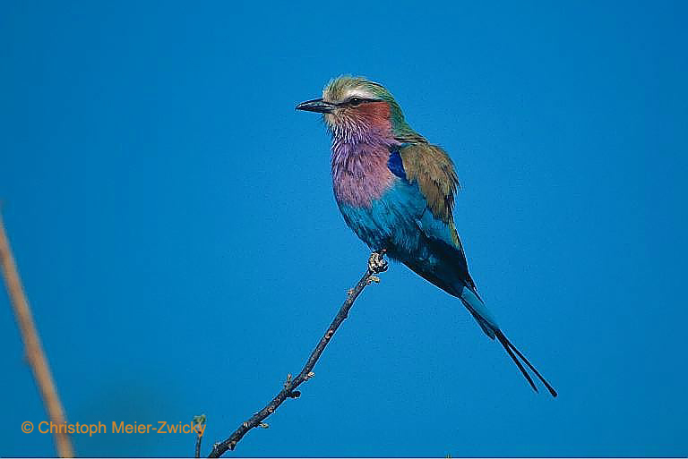 Gabelracke
Botswana
