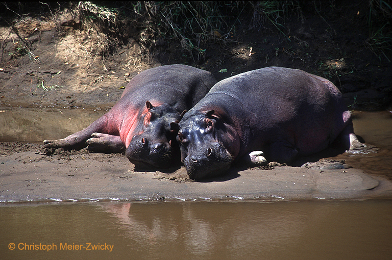 Liebespaar in Kenya
Masai Mara
