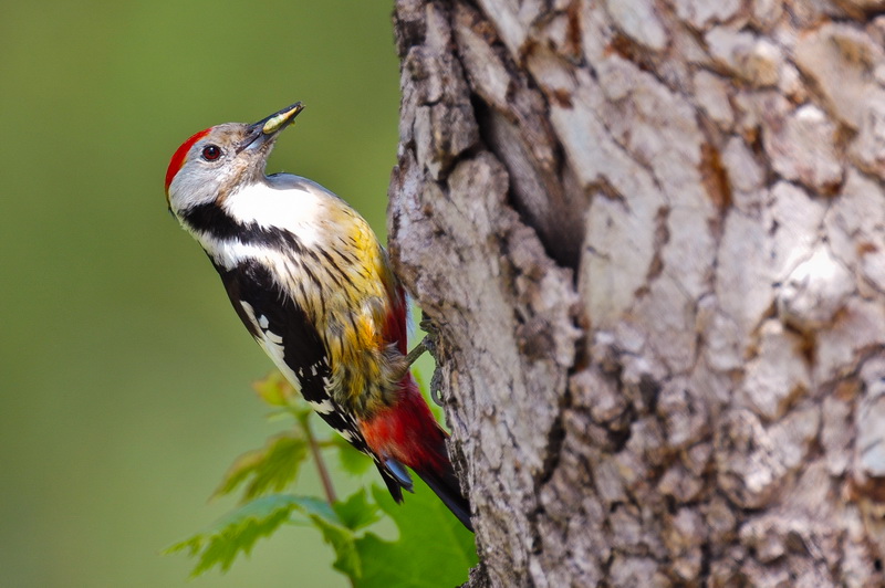 Mittelspecht
Schlüsselwörter: Mittelspecht