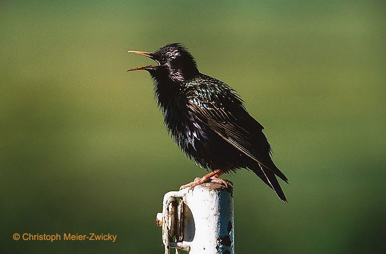 Star
Star
Schlüsselwörter: Star, Sturnus vulgaris