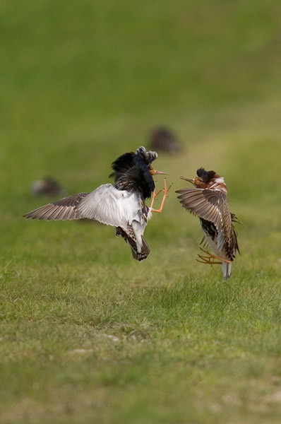 Kampflaufer (Ruff)
Biebrzanski National park, spring migration 2006
