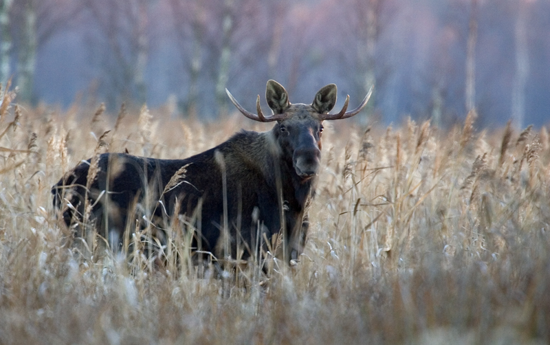 Bull Elk
Biebrzanski National Park (Polen) 17.11.2005
