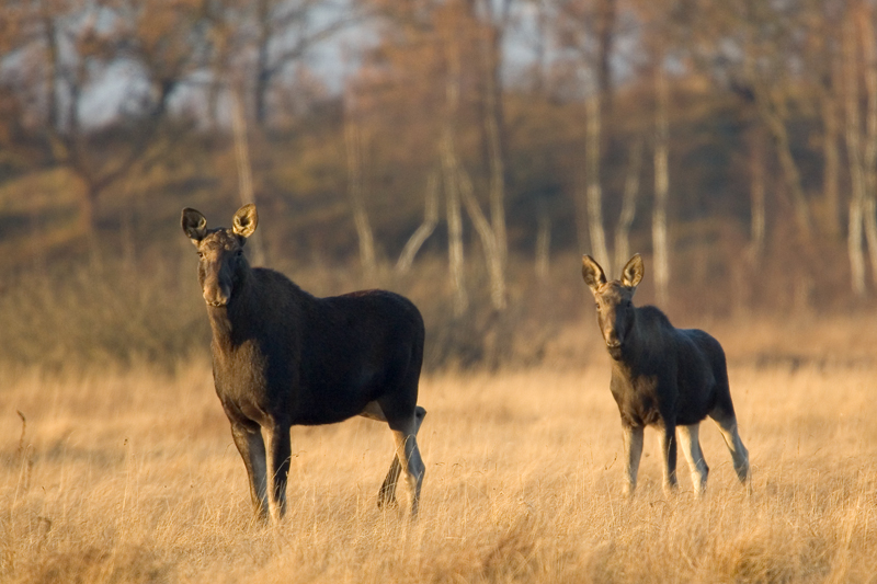 Die Familie
Biebrzanski National Park 15.11.2005
