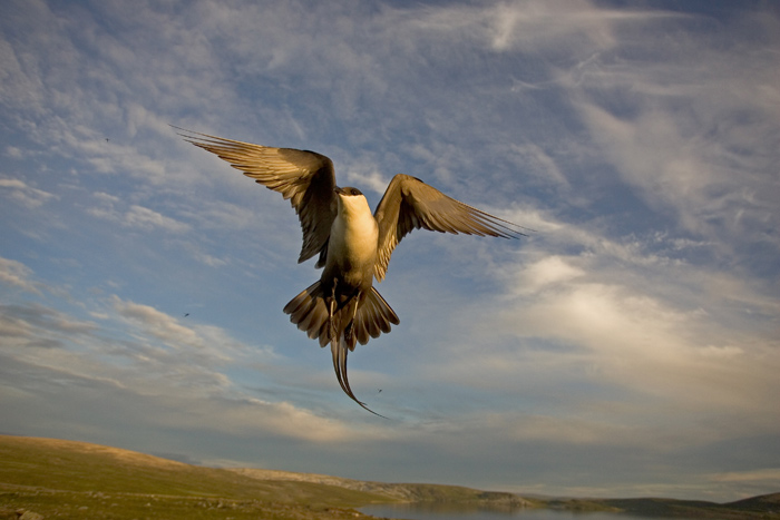 Skua
