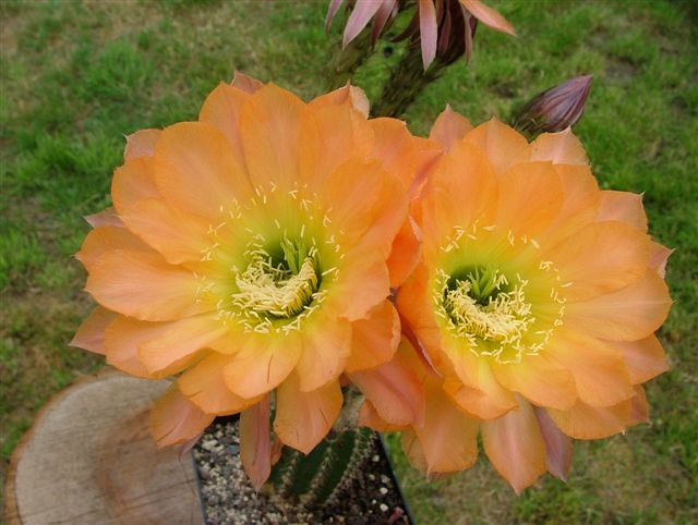 Echinopsis Hybriden
Hallo Pflanzenfreunde, 
heute möchte ich Ihnen die Schönheit der Echinopsis Hybriden nahebringen. 

Das erste Bild zeigt die Echinopsis Hybride BEX 116 'TS.H45.BS-10'.

Mir gefällt an dieser Multi-Hybride besonders die Farbe und das schalenförmige Öffnen der Blüte.



Schlüsselwörter: BEX 116