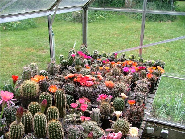 botanische Lobivia Arten
Im  Gegensatz zu den Echinopsen wachsen die Lobivien im Hochgebirge in den Andenstaaten Bolivien, Peru und Argentienen. 
In 2000 bis 4000 Meter Höhe fehlen die Nachtfalter und die (kleinen) Pflanzen müssen von tagaktivin Insekten bestäubt werden. Die Lobivien haben sich mit ihren kurzen, bunten Tagblüten darauf eingestellt. Duch die überaus variablen in allen Kakteenblütenfarben erscheinden Blüten sind sie ein dankbarer Kreuzungspartner. Die Blüten sind allerdings sehr klein und schließen meist ab 16 Uhr.
Schlüsselwörter: Lobivia