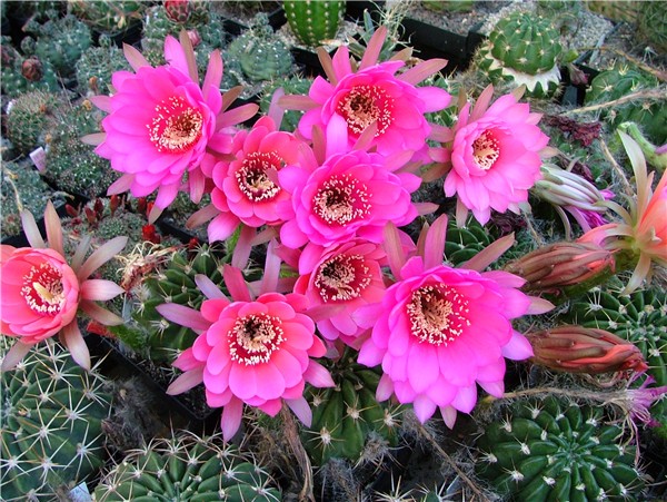 Ausgangsarten - die Gattung Pseudolobivia
Ein weiterer fast noch wichtigerer "Genbestandteil" der Echinopsis Hybriden sind die Pseudolobivien. Diese ebenfalls in den Andenstaaten (ohne Peru), allerdings meist etwas tiefer in den Flußtälern beheimaten Arten haben mit ihren attraktiven großen bunten Blüten viel zu neuen Echinopsis Hybriden beigetragen. Die Pflanzen bleiben klein, haben aber im Gegensatz zu den Lobivien relativ lange Röhren und öffnen ihre Blüten meist schon abends. Das Bild zeigt die Pseudolobivia oprepanda mit knallig pink Blüten.
Schlüsselwörter: Pseudolobivia / Ingo von Jerichow